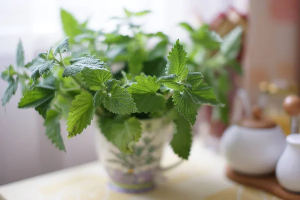 Sekelompok Mint Hijau Yang Subur Dan Segar Mug Keramik Pada — Stok Foto