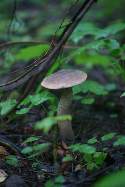 Vit Svamp Skogen — Stockfoto