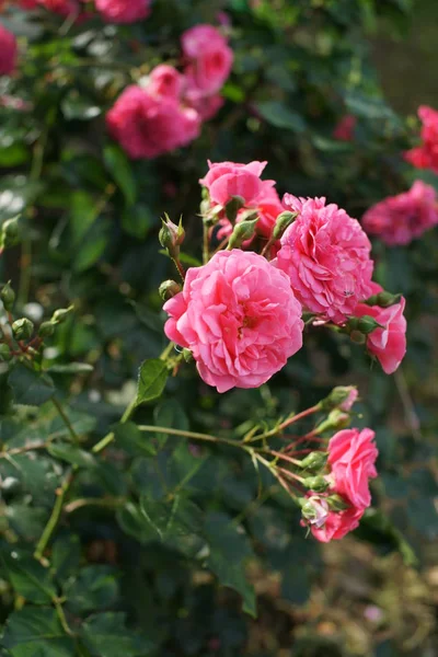 Mooi Boeket Van Roze Rozen Van Dichtbij Bekeken — Stockfoto