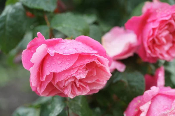 Närbild Vackra Rosa Rosor Gröna Buskar — Stockfoto