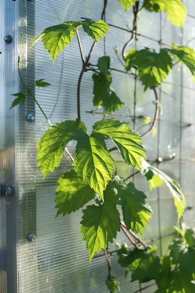 Hops Support Green House — Stock Photo, Image