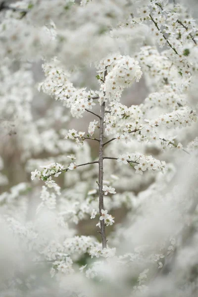 Árvores Frutíferas Floridas Ramos Com Flores Brancas Pomar — Fotografia de Stock