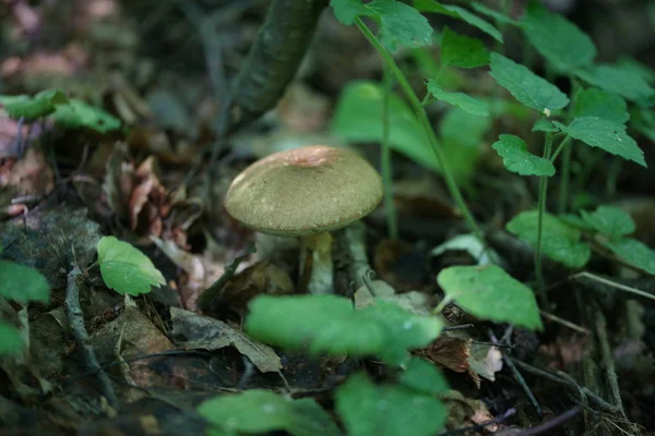 Hongo Suelo Del Bosque Con Hojas Fondo — Foto de Stock