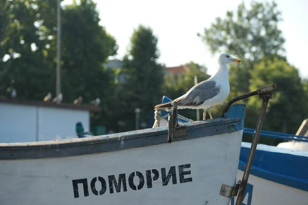 Meeuw Vissersboten Aan Kust — Stockfoto