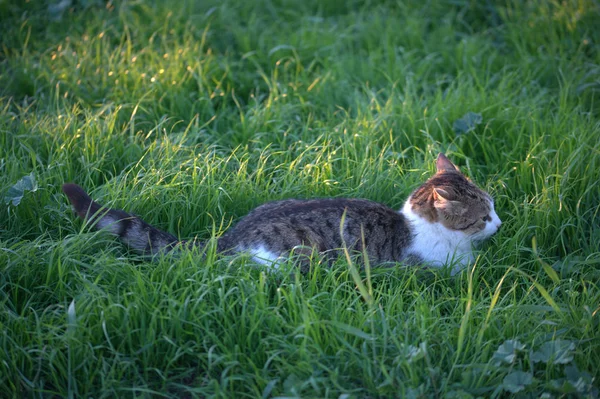 草の中の猫 — ストック写真