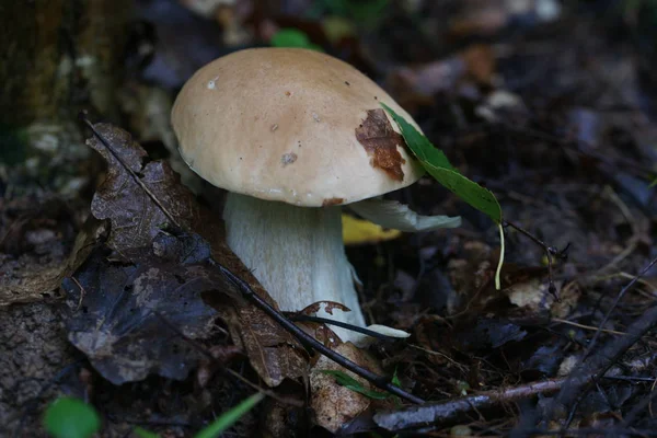 Mushroom Growing Nature Summer — Stock Photo, Image