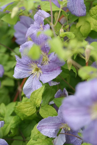 Primer Plano Flores Silvestres Color Púrpura Fondo Del Jardín — Foto de Stock