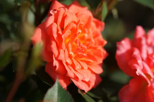 Increíbles Rosas Rojas Flor Sobre Fondo Jardín — Foto de Stock