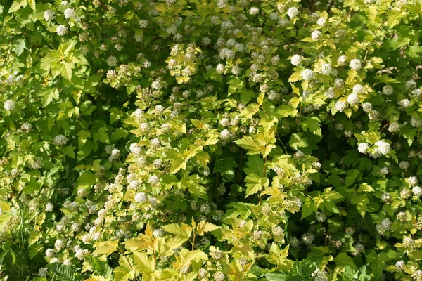 Lindenblüte Aus Nächster Nähe — Stockfoto