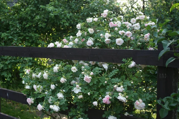 Groene Struiken Met Bloeiende Prachtige Rozen Tuin Achtergrond — Stockfoto