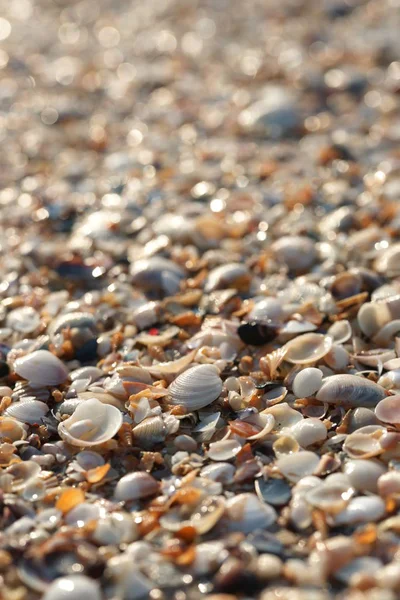 近景海滩上的贝壳 — 图库照片