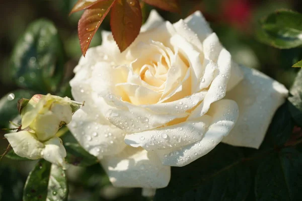 Primer Plano Hermosas Rosas Exuberantes Fondo Del Patio — Foto de Stock