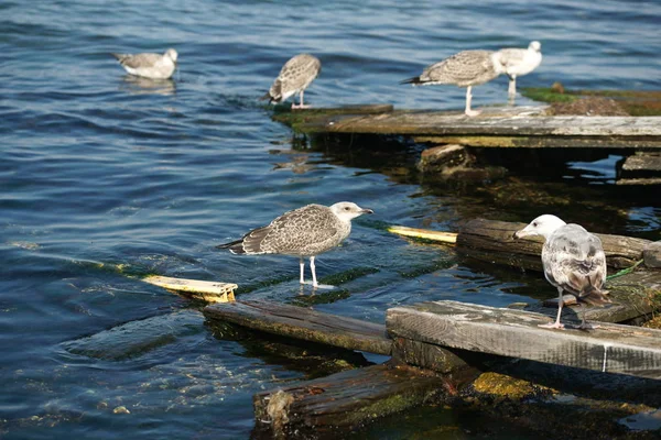 Gaivota Praia — Fotografia de Stock