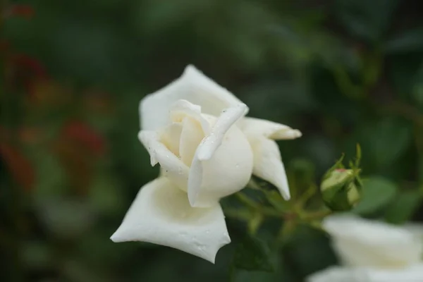 Piękne Bujne Róże Krzewach Tle Ogrodu — Zdjęcie stockowe