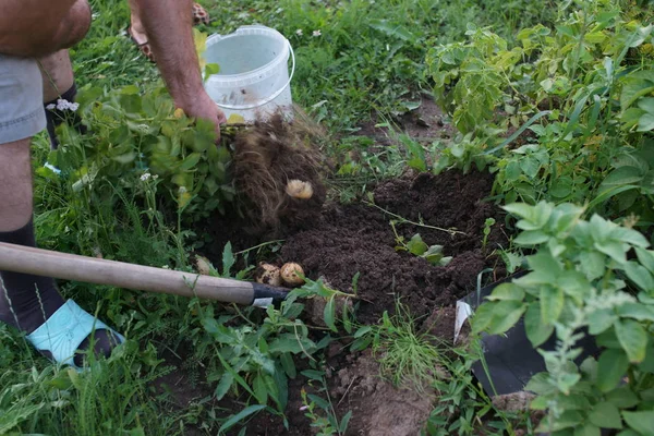 Gärtner Sammelt Kartoffeln Aus Nächster Nähe — Stockfoto