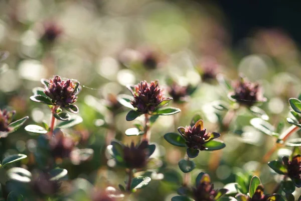 Buissons Verts Avec Petites Fleurs Sur Fond Jardin — Photo
