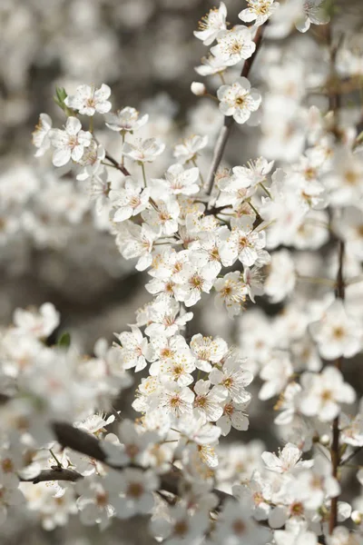 Rami Meli Fioriti Con Fiori Bianchi Nel Frutteto — Foto Stock