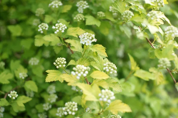 Зелені Кущі Білими Квітами Садовому Фоні — стокове фото