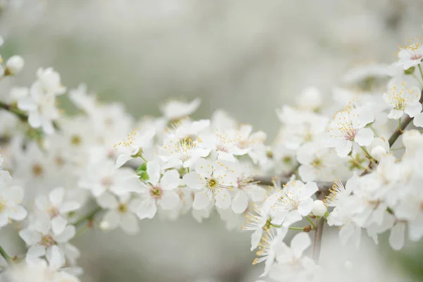 Gros Plan Fleurs Blanches Fleuries Pommiers Dans Jardin — Photo