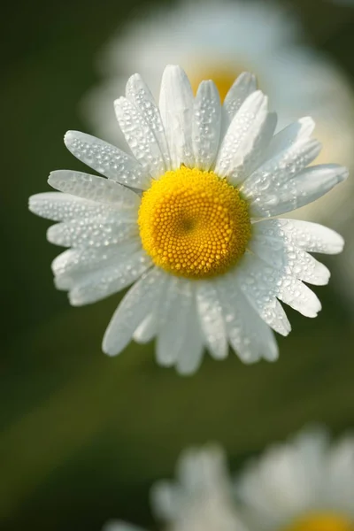 Blühende Kleine Blumen Hintergrund Des Gartens — Stockfoto