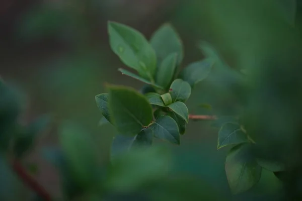 Green Plant Garden Close — Stock Photo, Image