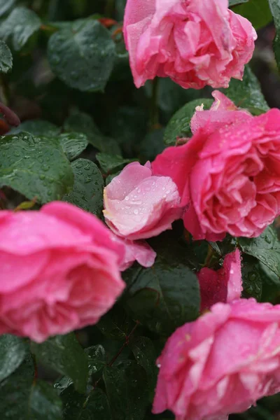 Vue Rapprochée Belles Roses Roses Sur Des Buissons Verts — Photo