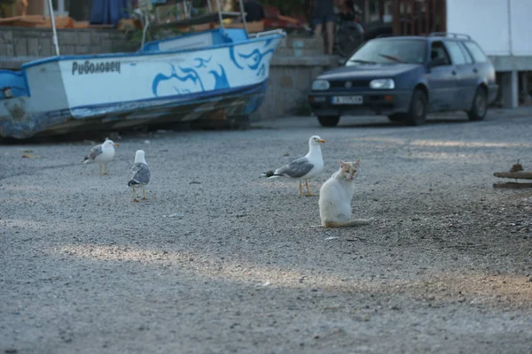 码头上的海鸥和猫 — 图库照片