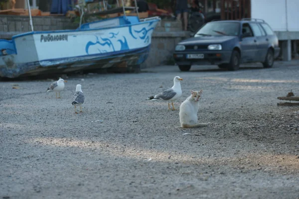 Las Gaviotas Gato Muelle — Foto de Stock