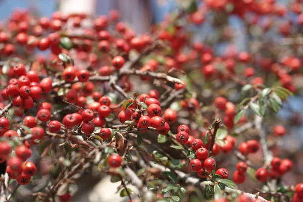 Red Berries Hawthorn Tree — Stock Photo, Image