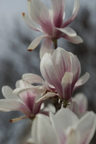 Branches Pink Magnolia Flowers Yard Background — Stock Photo, Image
