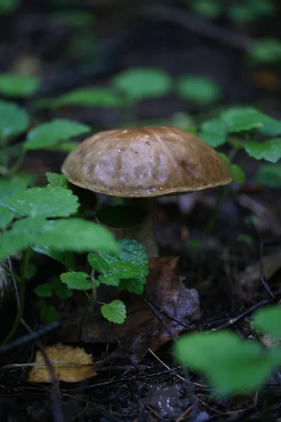 Boletus Cogumelos Floresta — Fotografia de Stock
