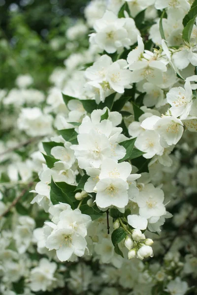 Fehér Virágzó Bokrok Illatos Fehér Jázmin — Stock Fotó