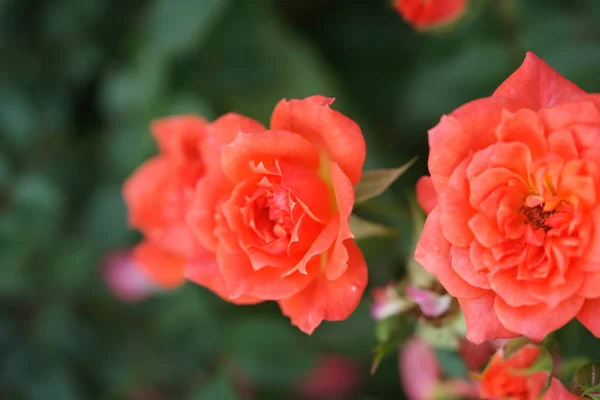 Laranjas Florescendo Rosas Exuberantes Fundo Quintal — Fotografia de Stock