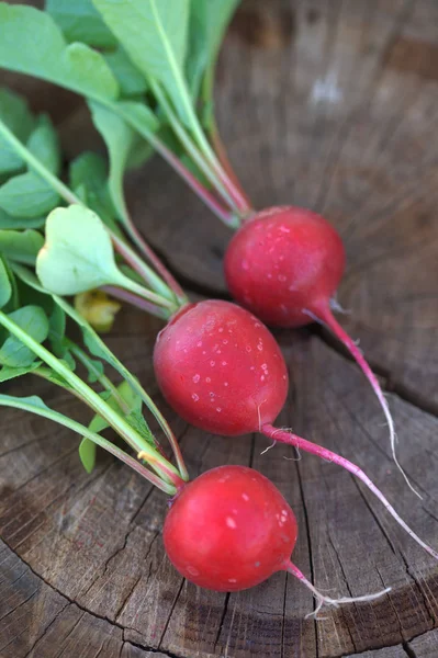 Radis Récolte Sur Fond Souche Bois — Photo