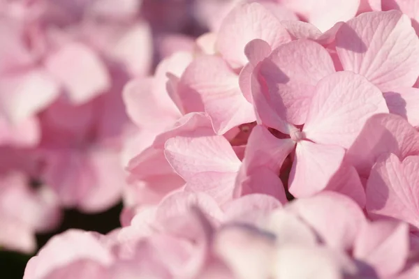 Beautiful Pink Blooming Hydrangea Flowers Green Bushes Background — 스톡 사진