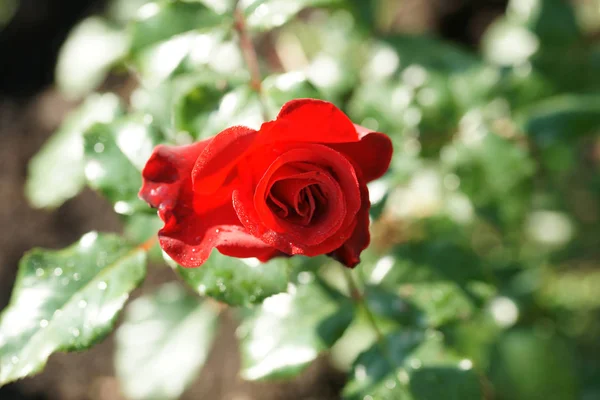 Schöne Üppige Rosen Auf Sträuchern Garten Hintergrund — Stockfoto