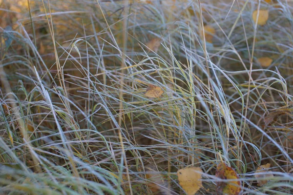 Gefrorene Zweige Pflanzen Auf Feld Hintergrund — Stockfoto