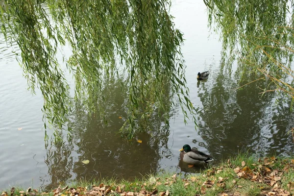 city pond with swimming ducks and green branches of trees