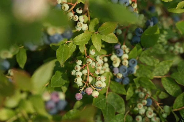 Buissons Verts Non Mûrs Bleuets Sur Fond Jardin — Photo