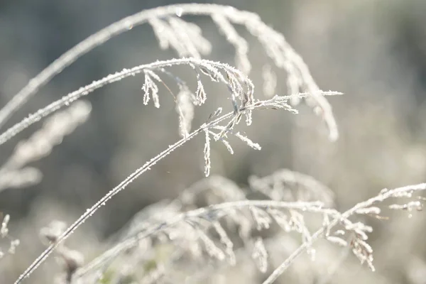 Brindilles Congelées Plantes Sur Fond Champ — Photo