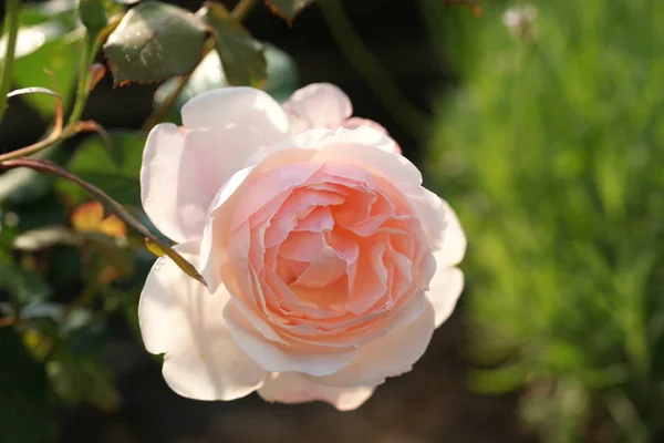 Hermosas Rosas Exuberantes Los Arbustos Fondo Del Jardín — Foto de Stock