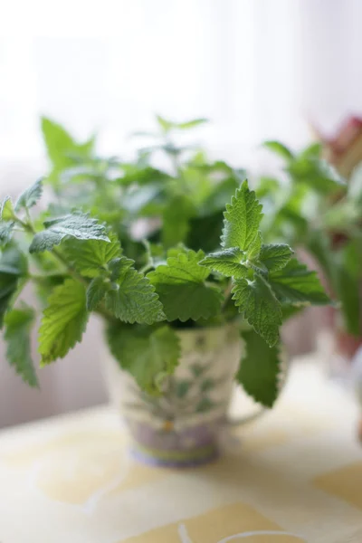 Sekelompok Mint Hijau Yang Subur Dan Segar Mug Keramik Pada — Stok Foto