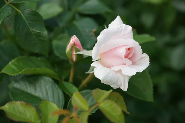 Εκπληκτική Ανθισμένα Ροζ Τριαντάφυλλα Φόντο Κήπο — Φωτογραφία Αρχείου