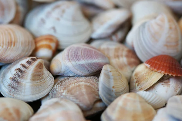 Conchas Orgânicas Coloridas Praia — Fotografia de Stock