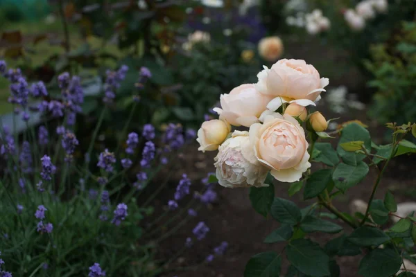 緑の茂みに咲く美しいバラの姿を間近で見ることができ — ストック写真