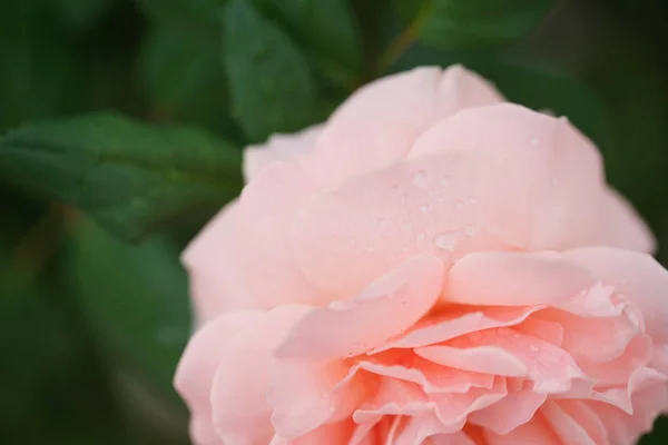 Primer Plano Rosa Fragante Hermosa Sobre Fondo Arbustos —  Fotos de Stock