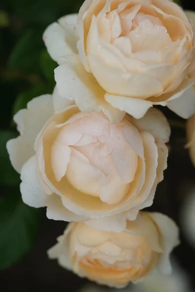 Крупним Планом Вид Красивих Квітучих Троянд Зелених Кущах — стокове фото