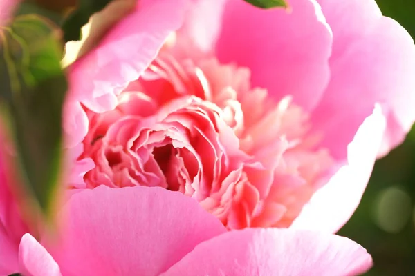 Úžasné Kvetoucí Květiny Zahradě Pozadí — Stock fotografie