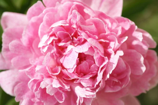 Lähikuva Vaaleanpunainen Kukka Peon Puutarhassa Tausta — kuvapankkivalokuva