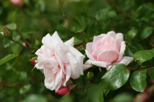 Rosas Rosadas Florecientes Increíbles Fondo Del Jardín — Foto de Stock